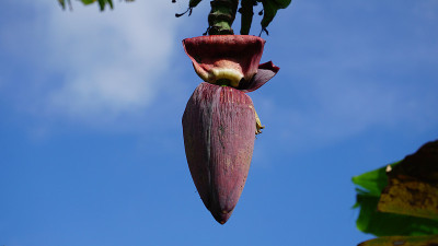 香蕉花