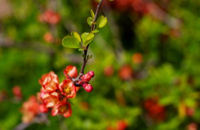 自然植物的背景。贴梗海棠开花。日本梨花。春天的花园里有一堵鲜花墙。红色的榅桲花特写。
