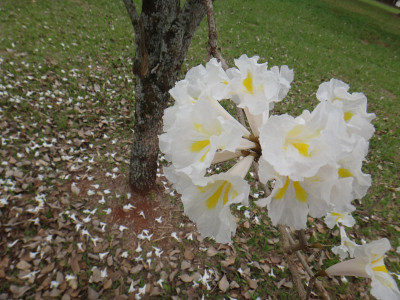 白色ipe花