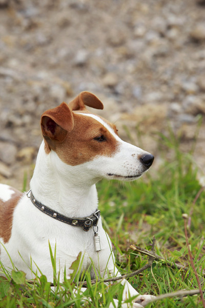 杰克罗素梗犬