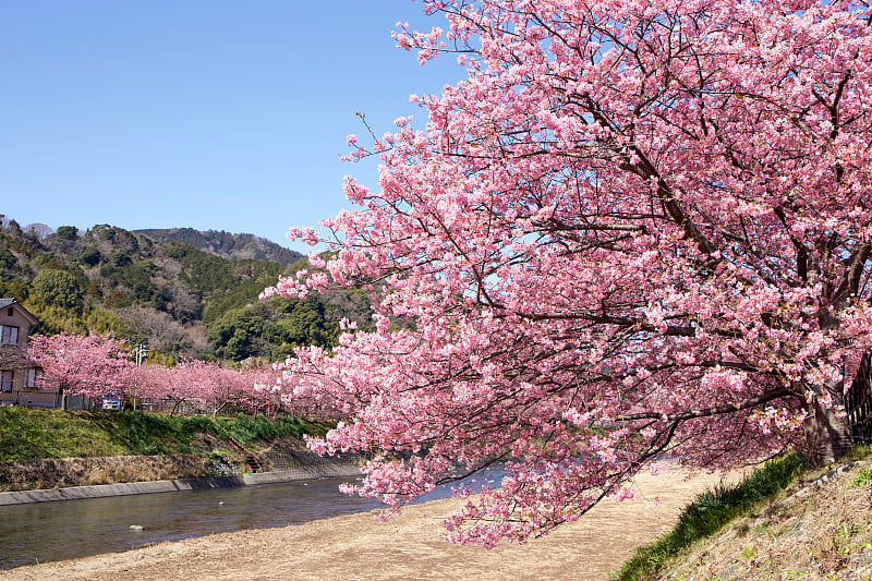 日本的樱花