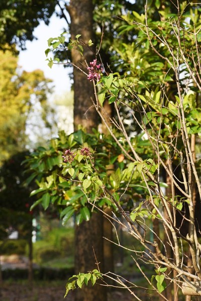 紫丁香(synrga vulgaris)芽