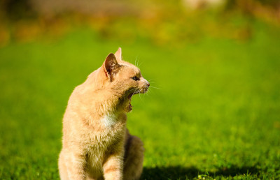 有趣的红发猫