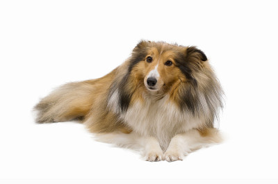 喜乐蒂牧羊犬