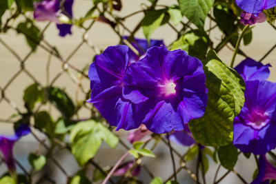 蓝花牵牛花，旋花科牵牛花属(牵牛花)