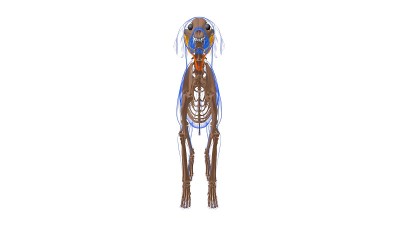降压耳肌狗的肌肉解剖医学概念3D