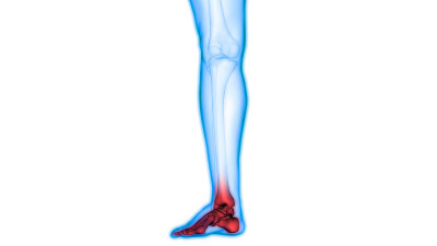 人体骨骼骨骼关节疼痛解剖学