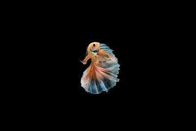 β鱼