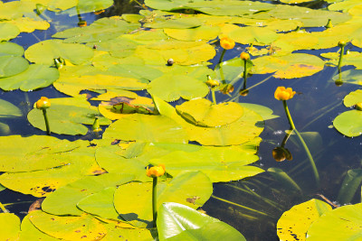 黄水花(Nuphar Lutea)