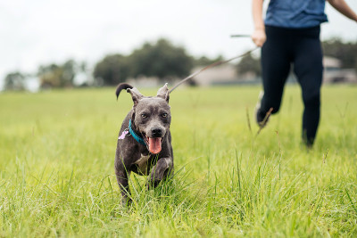 比特斗牛梗混血犬