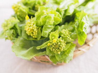 篮子里的油菜花