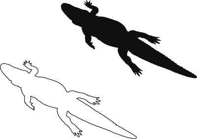鳄鱼轮廓