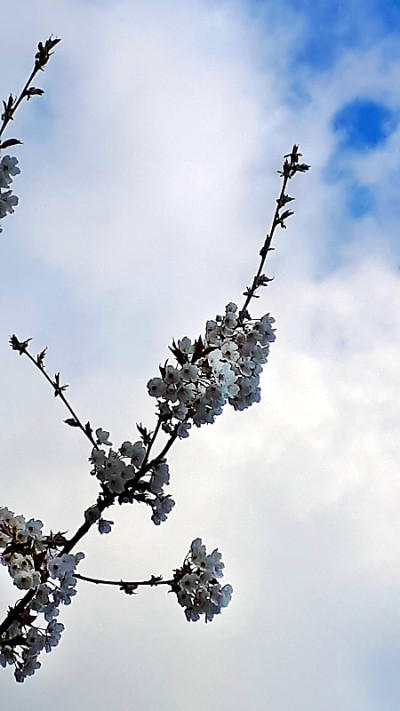 英国北部花园里的日本樱花
