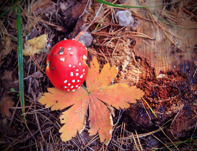 Fly-agaric