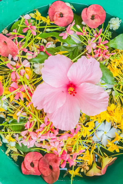 泰国泼水节五彩缤纷的花瓣漂浮在碗中
