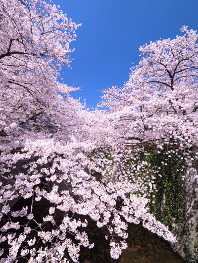 目黑河樱花节(中目黑附近)