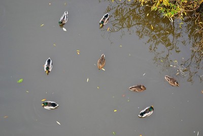鸭子在河里游泳