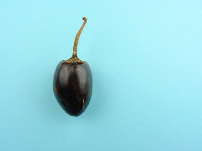 干拨浪鼓墨西哥辣椒，也被称为卡斯卡贝尔辣椒和拨浪鼓辣椒在一个蓝色的背景