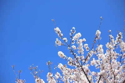 樱花枝头花树在冬、夏、春之间的蓝天天季节