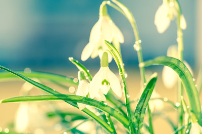 雪花莲