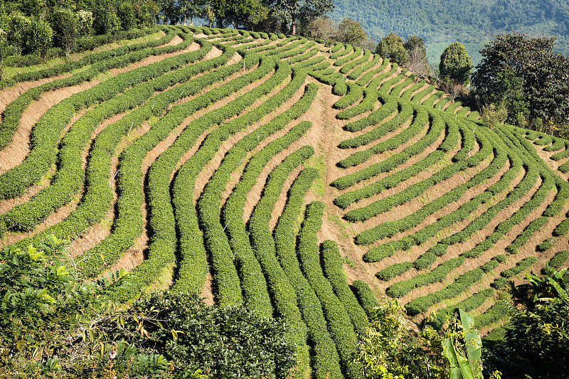 山上的茶园梯田