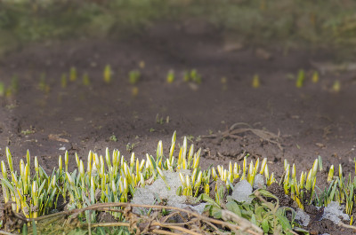 雪花莲绿芽冰和雪