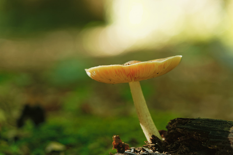 白毒伞野生蘑菇