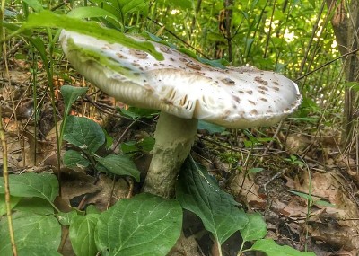 森林里的一个大蘑菇