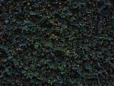 匍匐无花果植物