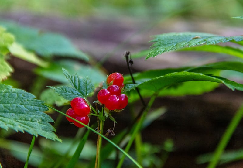 森林里香甜的红色和成熟的黑莓核。野生植物悬钩子。