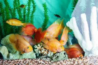 在水族馆游泳的鹦鹉慈鲷