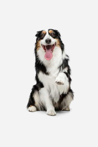全长肖像的澳大利亚牧羊犬孤立在白色的背景。