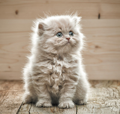 美丽的小猫咪
