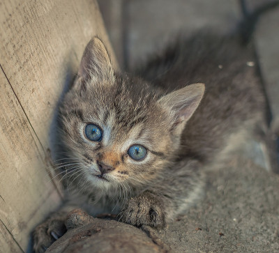 小猫