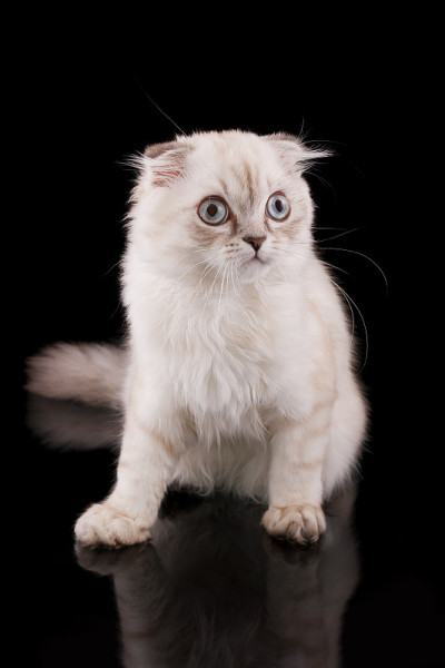 小猫