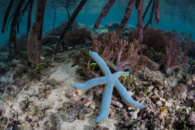 蓝海星和红树林