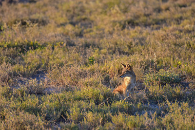 Jackal - Etosha，纳米比亚