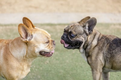 棕黄色(左)和黑色法国斗牛犬正在社交