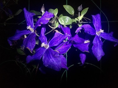 蓝色、紫色的铁线莲花