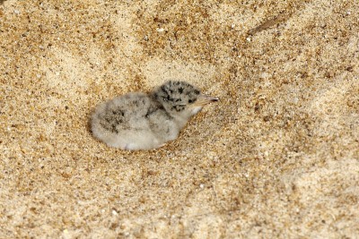 一只新生的沙色夜鹰(Chordeiles rupestris)