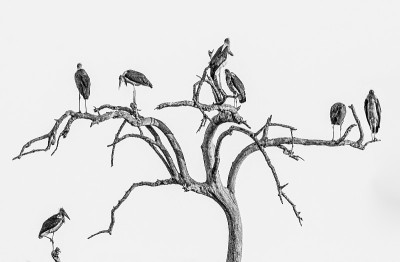 这是一群鹳鸟(Leptoptilos crumenifer)坐在一棵枯树上的艺术黑白图像。