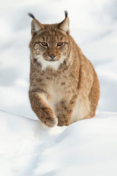 雪地里的欧亚猞猁