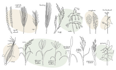 连作谷物作物(小麦，黑麦，大麦，燕麦，画眉草，玉米，小米，大米，藜麦，荞麦，高粱)。矢量线的艺术。完