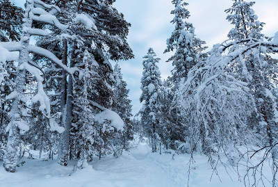 在芬兰的拉普兰，冬天的雪景和冰冻的树木