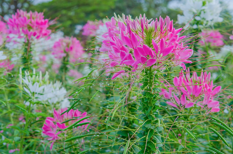 花园里的粉色和白色蜘蛛花(Cleome hasslereriana)