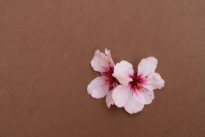 杏仁树开花
