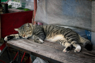 睡觉的猫