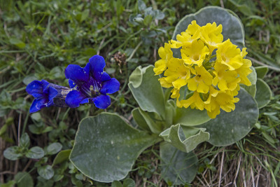 山花春色