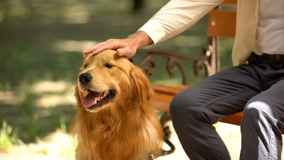 盲人的手抚摸着导盲犬，纯种金毛猎犬，听话的宠物