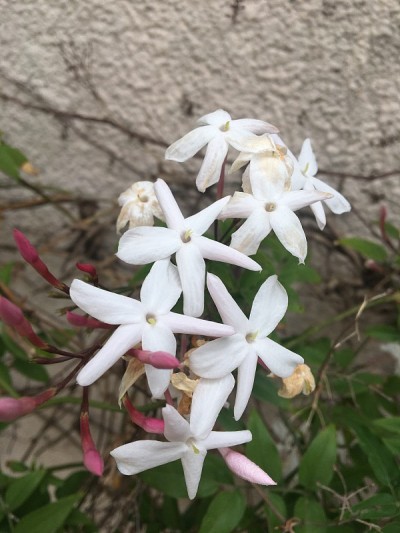 茉莉花